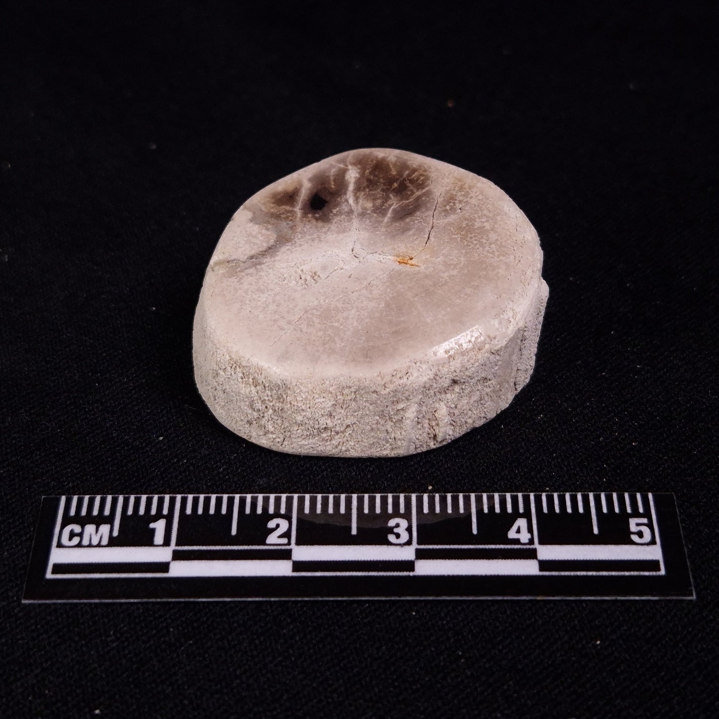 PETRIFIED WOOD, Jurassic, Australia XPL021