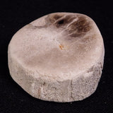 PETRIFIED WOOD, Jurassic, Australia XPL021