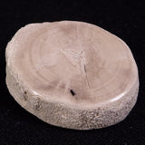 PETRIFIED WOOD, Jurassic, Australia XPL021