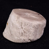 PETRIFIED WOOD, Jurassic, Australia XPL021