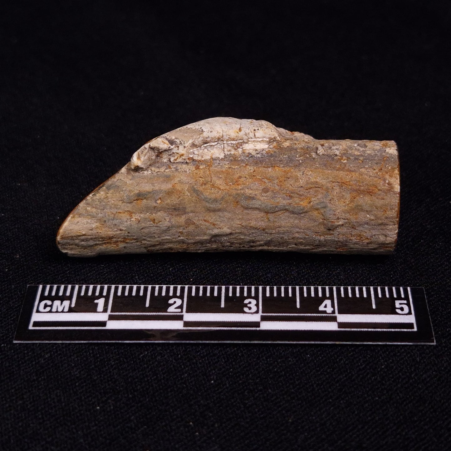 PETRIFIED WOOD, Jurassic, Australia XPL022