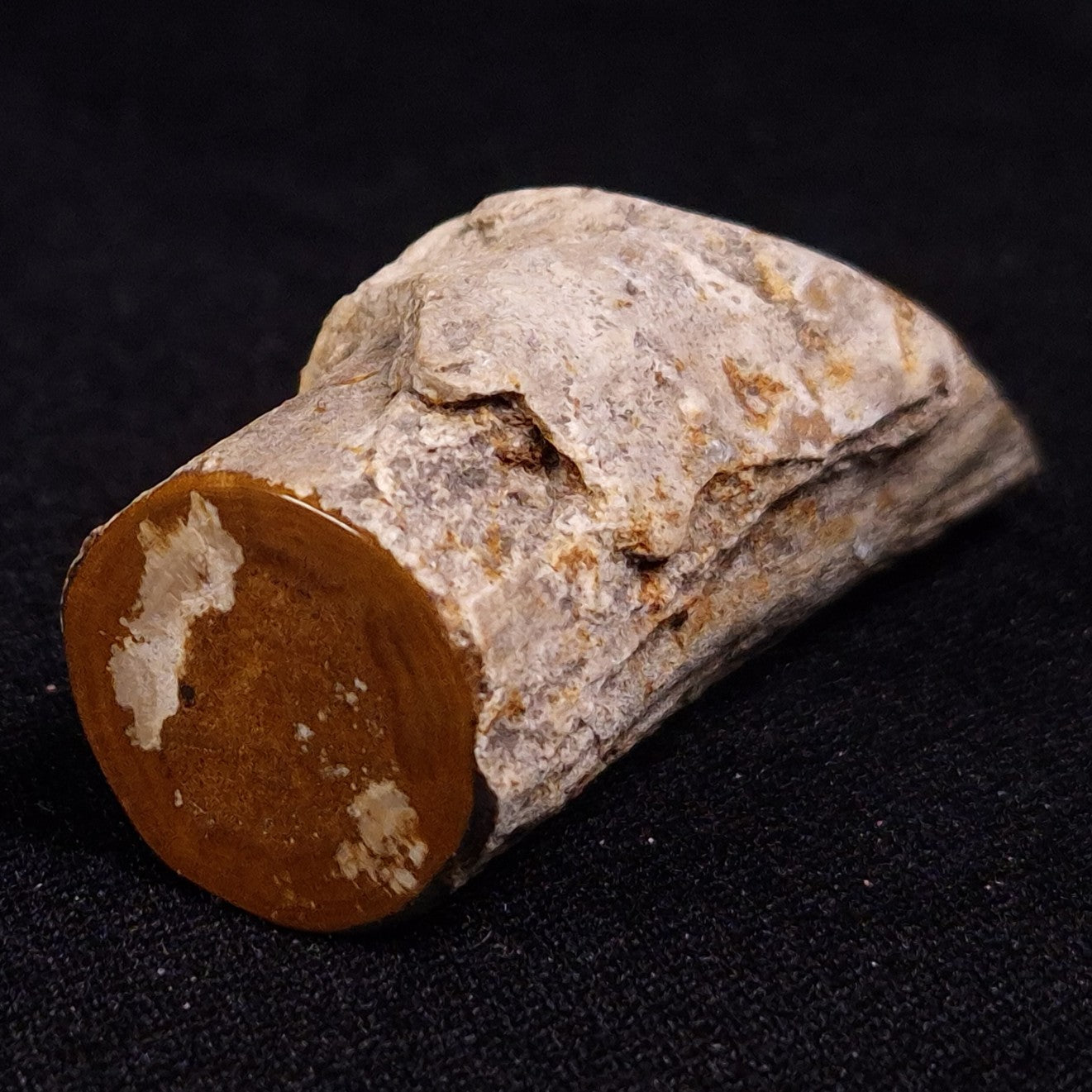 PETRIFIED WOOD, Jurassic, Australia XPL022