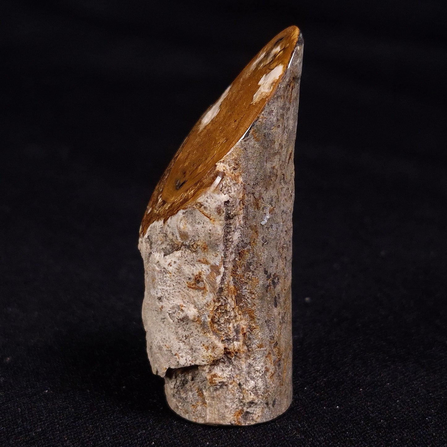 PETRIFIED WOOD, Jurassic, Australia XPL022
