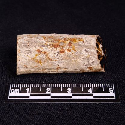 PETRIFIED WOOD, Jurassic, Australia XPL023
