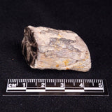 PETRIFIED WOOD, Jurassic, Australia XPL024