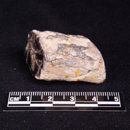 PETRIFIED WOOD, Jurassic, Australia XPL024