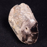 PETRIFIED WOOD, Jurassic, Australia XPL024