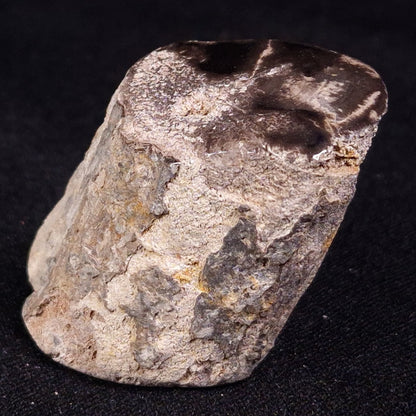 PETRIFIED WOOD, Jurassic, Australia XPL024