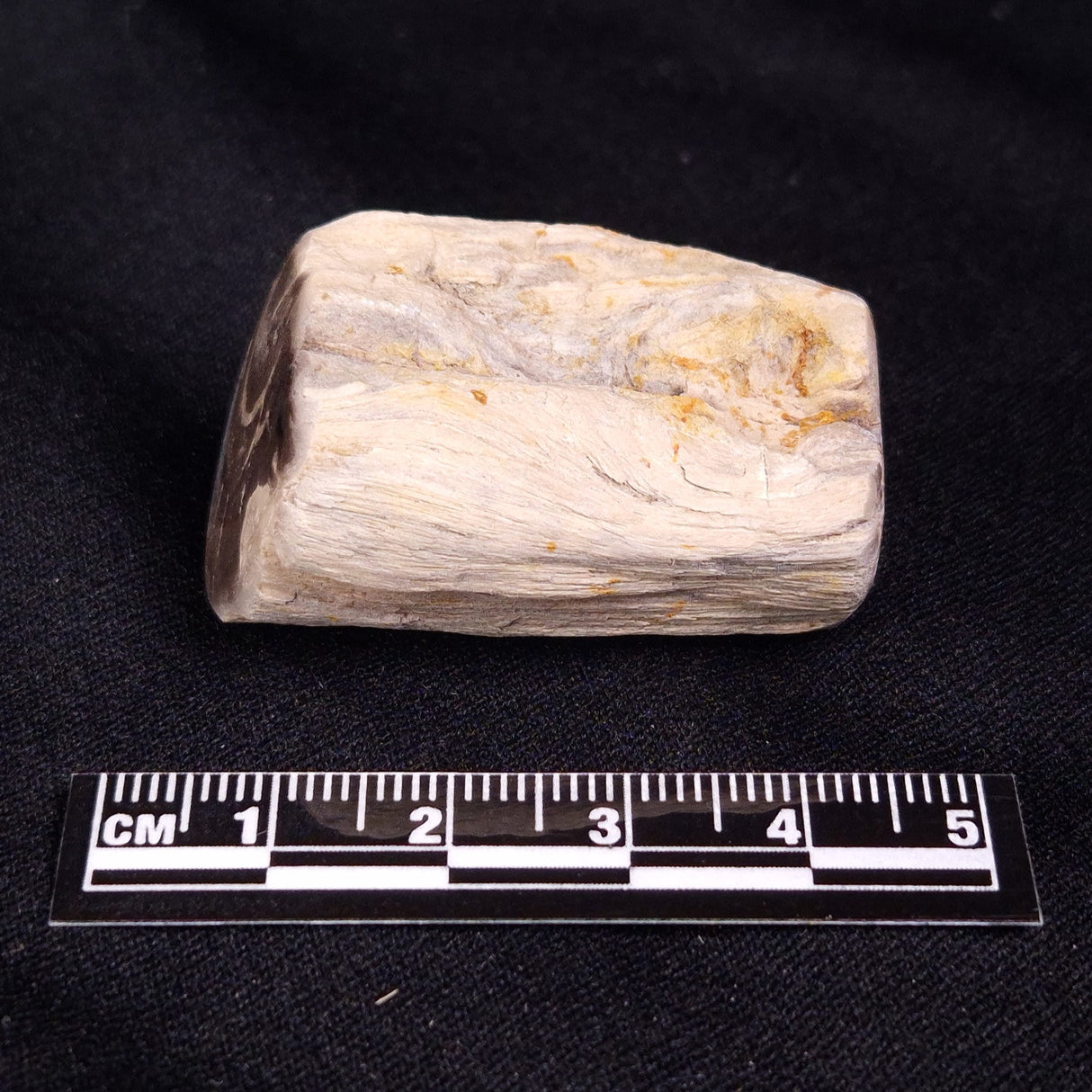 PETRIFIED WOOD, Jurassic, Australia XPL025
