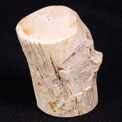 PETRIFIED WOOD, Jurassic, Australia XPL026