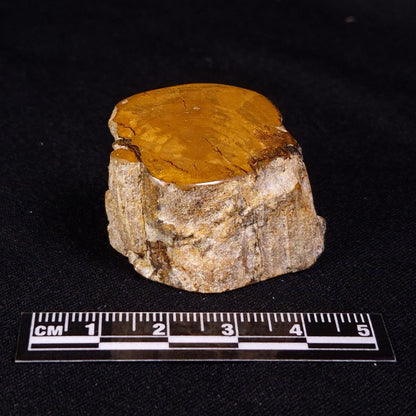 PETRIFIED WOOD, Jurassic, Australia XPL027