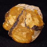 PETRIFIED WOOD, Jurassic, Australia XPL027