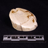 PETRIFIED WOOD, Jurassic, Australia XPL029