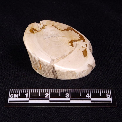 PETRIFIED WOOD, Jurassic, Australia XPL029