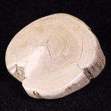 PETRIFIED WOOD, Jurassic, Australia XPL029