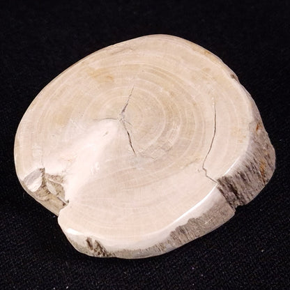 PETRIFIED WOOD, Jurassic, Australia XPL029