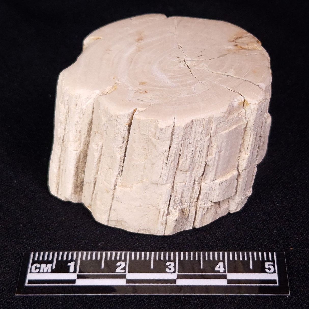 PETRIFIED WOOD, Jurassic, Australia XPL030