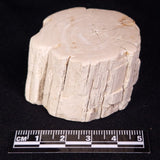 PETRIFIED WOOD, Jurassic, Australia XPL030