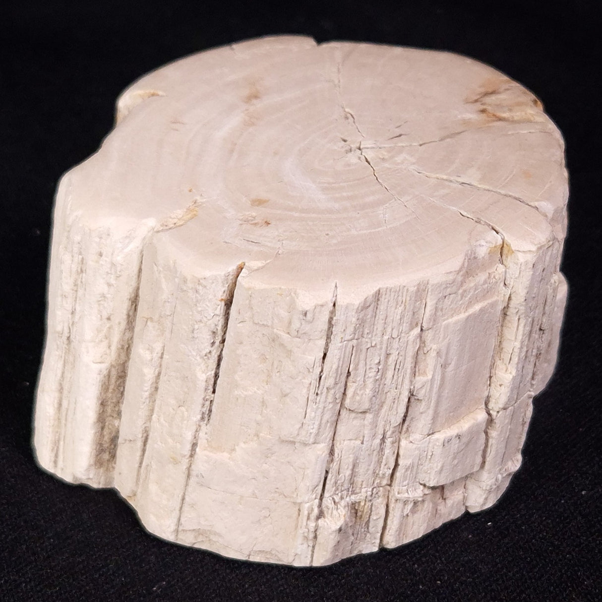 PETRIFIED WOOD, Jurassic, Australia XPL030