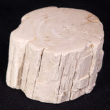 PETRIFIED WOOD, Jurassic, Australia XPL030