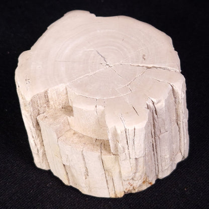 PETRIFIED WOOD, Jurassic, Australia XPL030