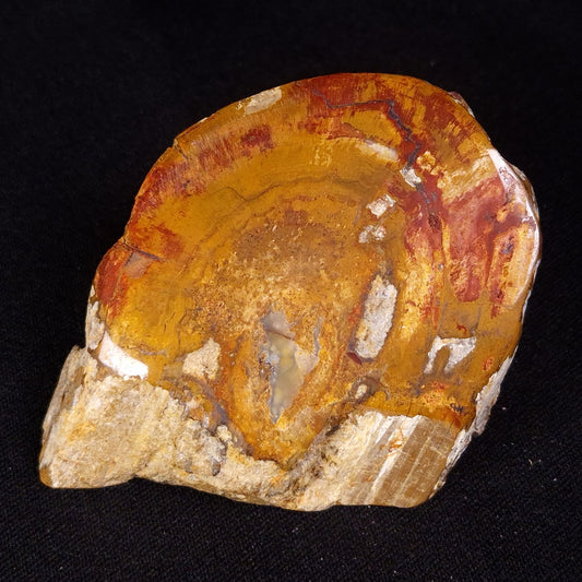 PETRIFIED WOOD, Jurassic, Australia XPL031