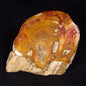PETRIFIED WOOD, Jurassic, Australia XPL031