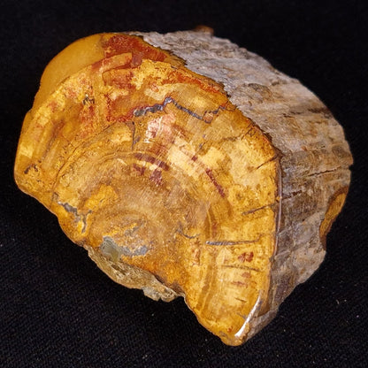 PETRIFIED WOOD, Jurassic, Australia XPL031
