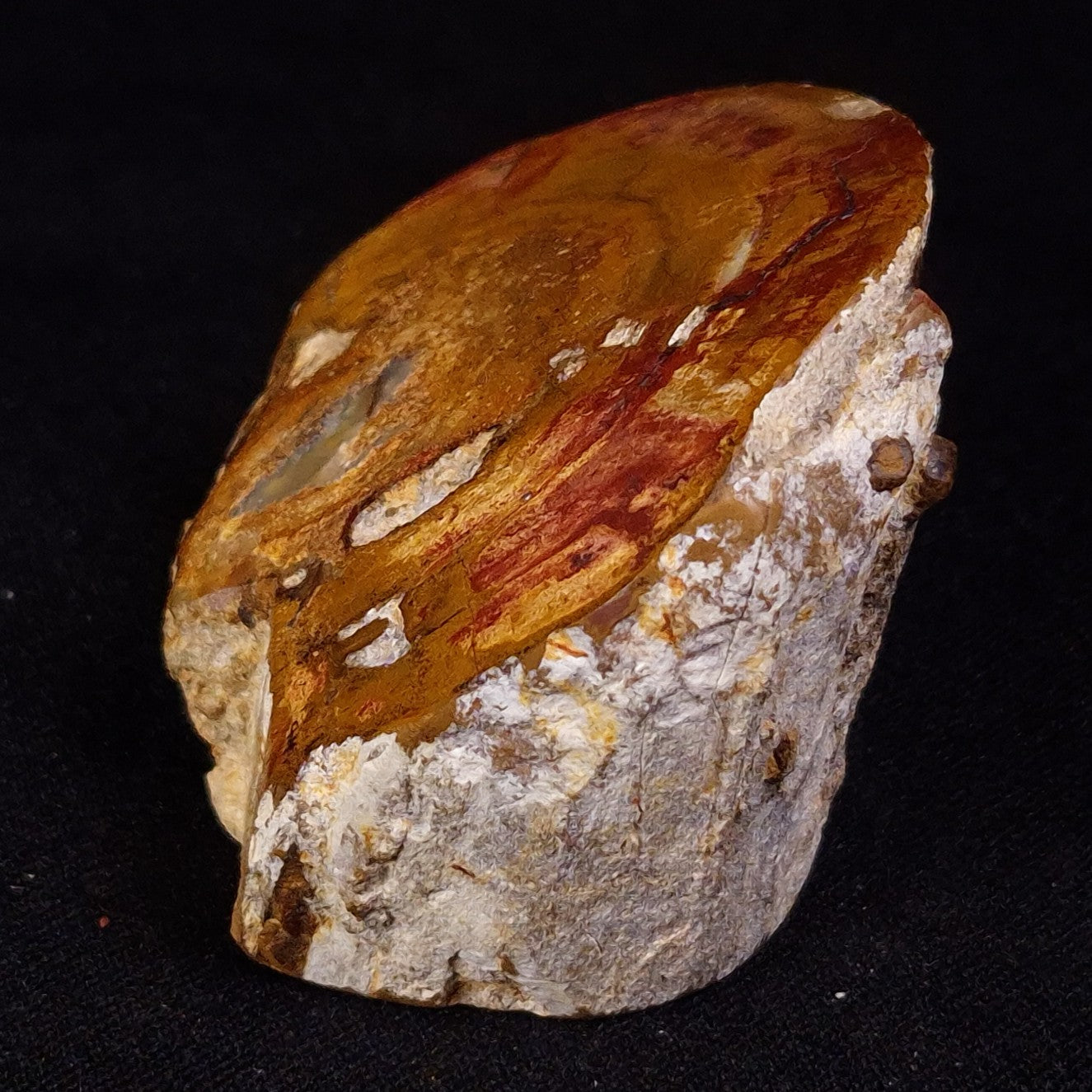 PETRIFIED WOOD, Jurassic, Australia XPL031
