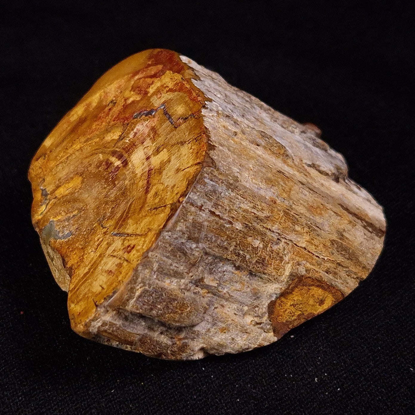 PETRIFIED WOOD, Jurassic, Australia XPL031