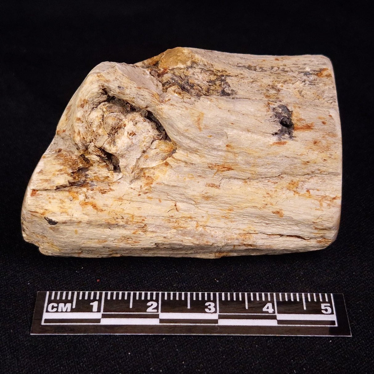 PETRIFIED WOOD, Jurassic, Australia XPL032