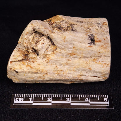 PETRIFIED WOOD, Jurassic, Australia XPL032