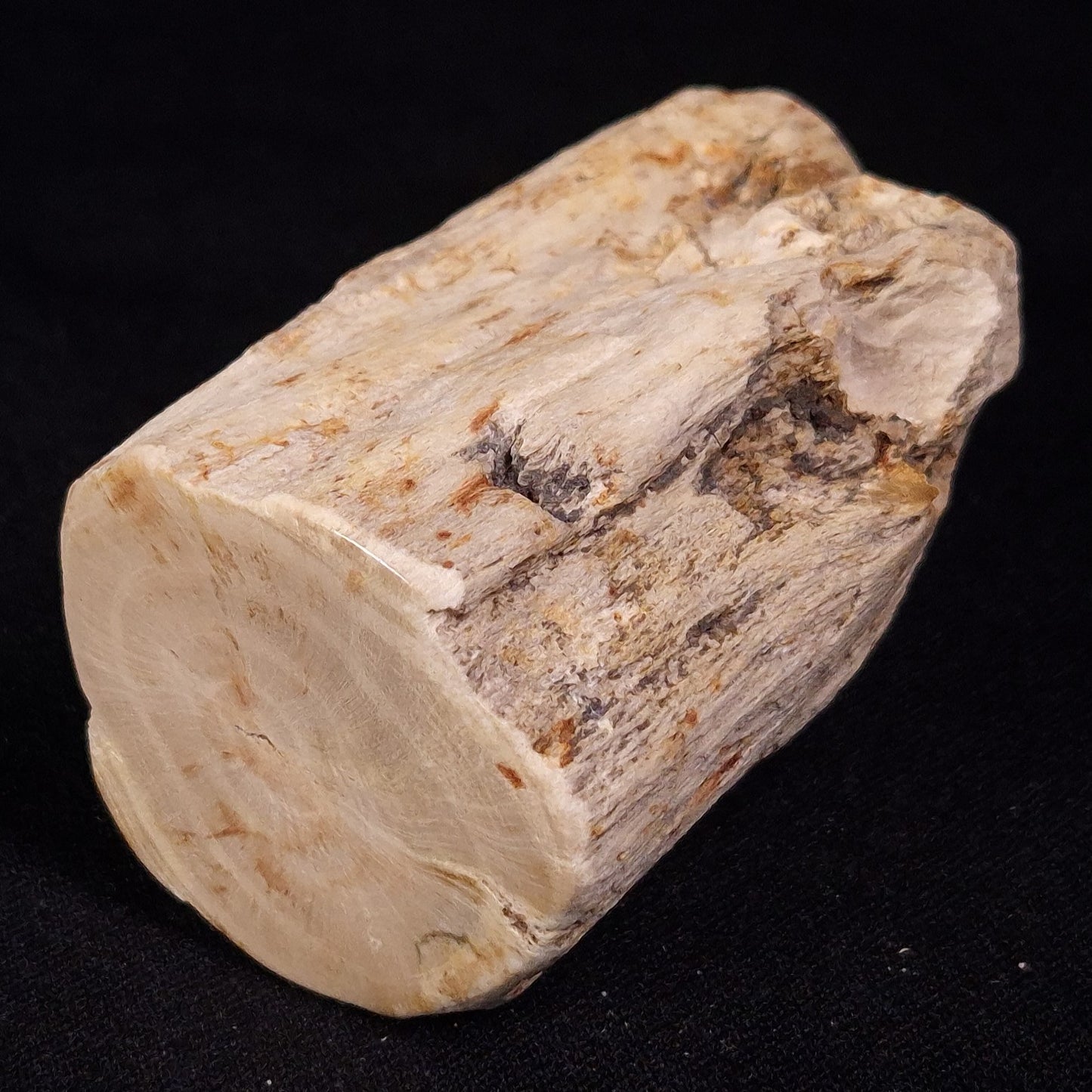 PETRIFIED WOOD, Jurassic, Australia XPL032