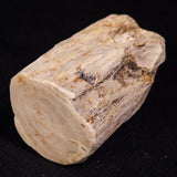 PETRIFIED WOOD, Jurassic, Australia XPL032