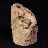 PETRIFIED WOOD, Jurassic, Australia XPL032