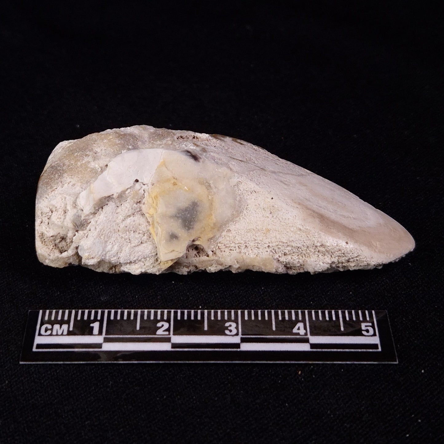 PETRIFIED WOOD, Jurassic, Australia XPL033