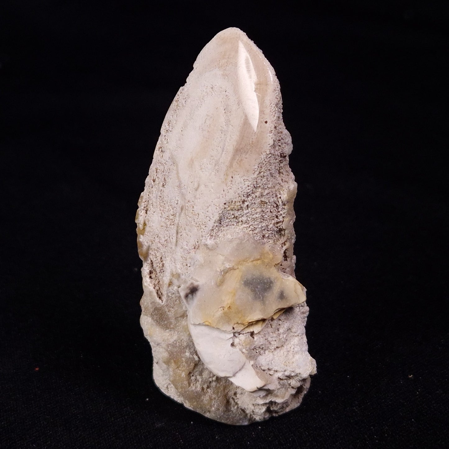 PETRIFIED WOOD, Jurassic, Australia XPL033