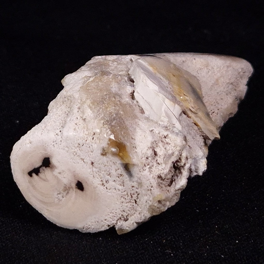 PETRIFIED WOOD, Jurassic, Australia XPL033