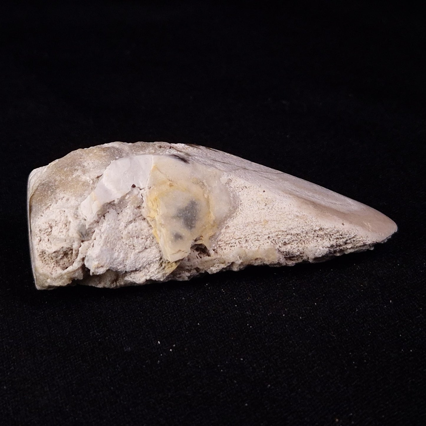 PETRIFIED WOOD, Jurassic, Australia XPL033