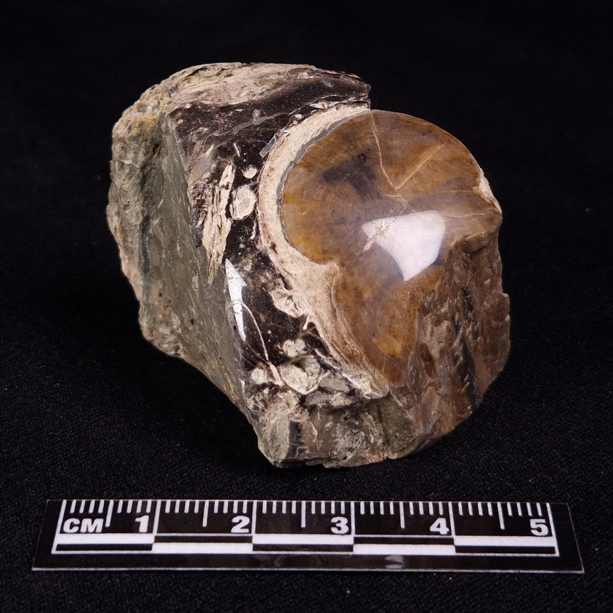 PETRIFIED WOOD, Jurassic, Australia XPL034