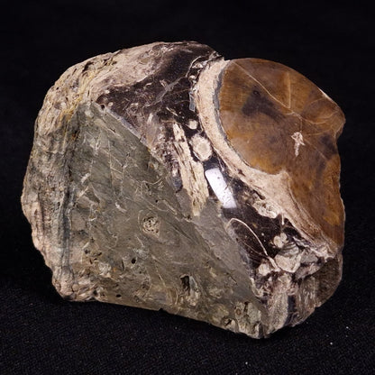 PETRIFIED WOOD, Jurassic, Australia XPL034