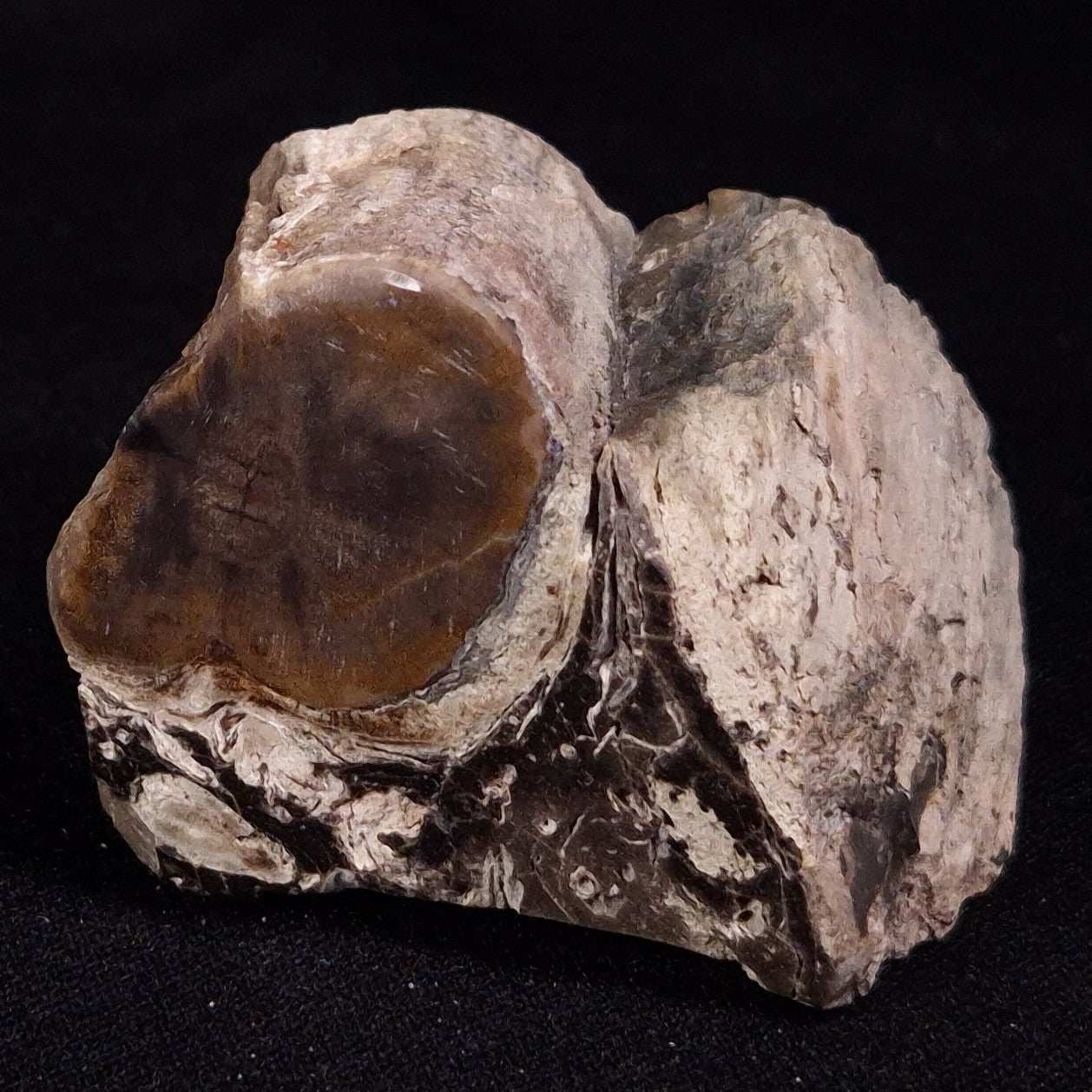 PETRIFIED WOOD, Jurassic, Australia XPL034