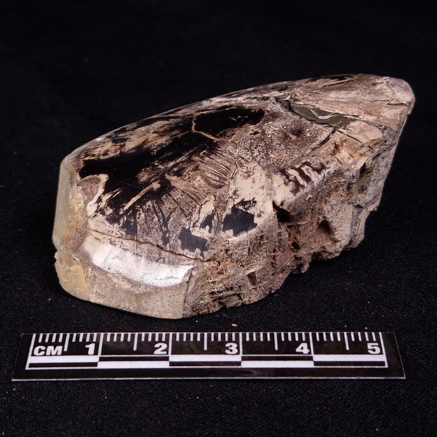PETRIFIED WOOD, Jurassic, Australia XPL035
