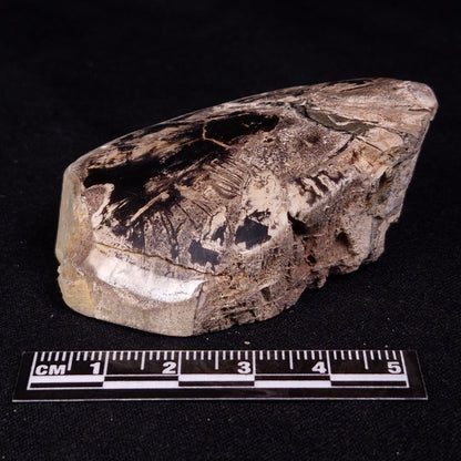 PETRIFIED WOOD, Jurassic, Australia XPL035