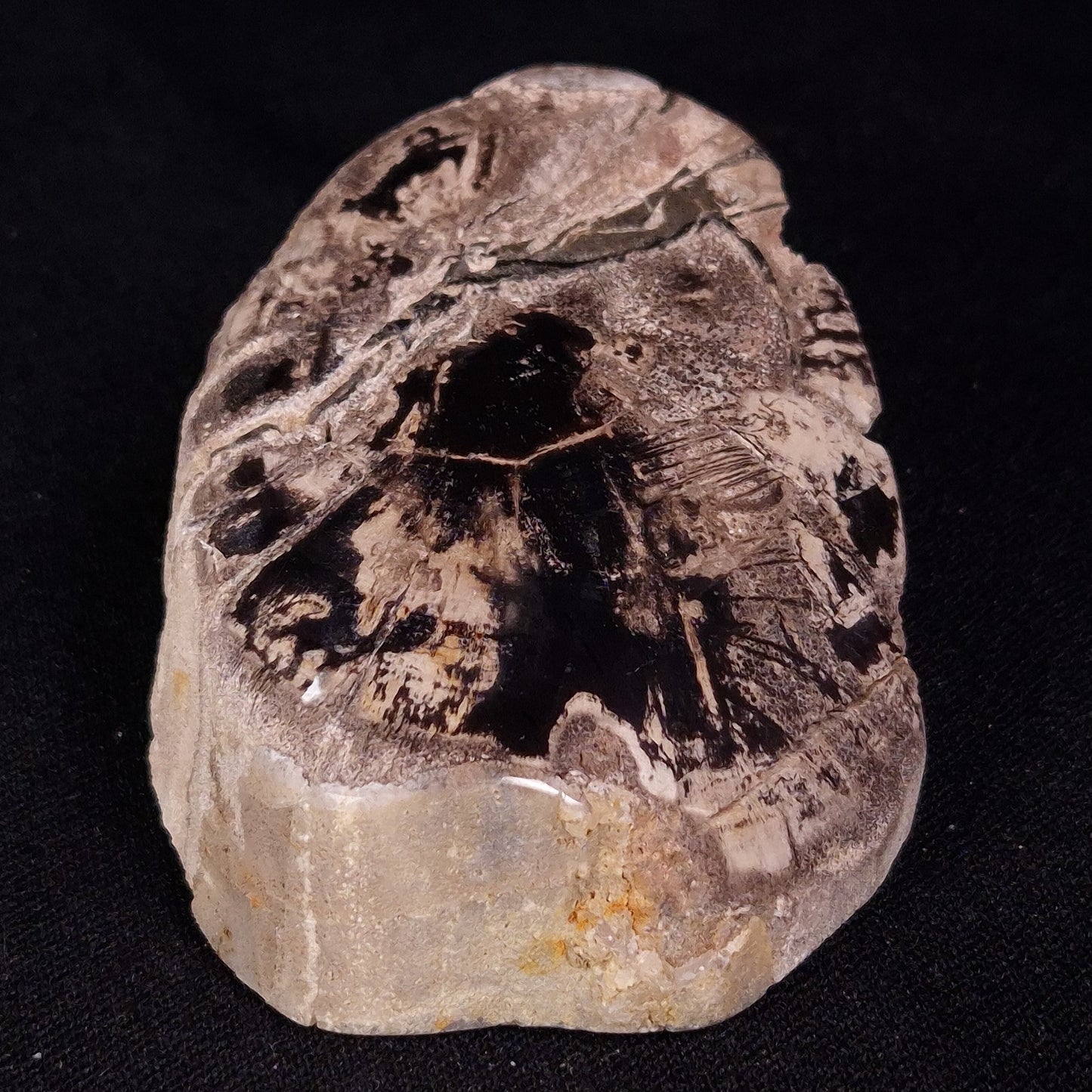 PETRIFIED WOOD, Jurassic, Australia XPL035