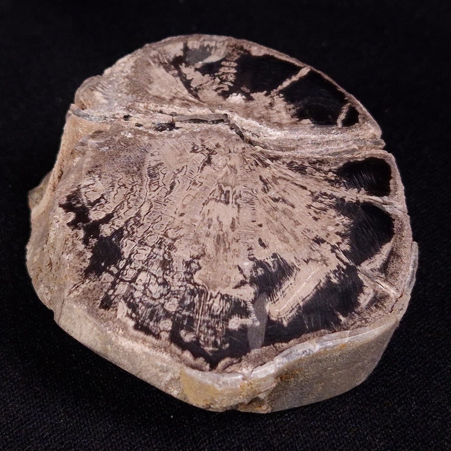 PETRIFIED WOOD, Jurassic, Australia XPL035