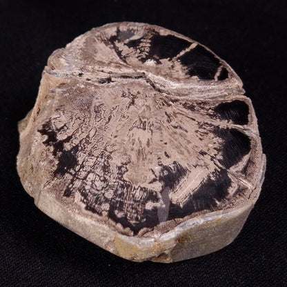 PETRIFIED WOOD, Jurassic, Australia XPL035