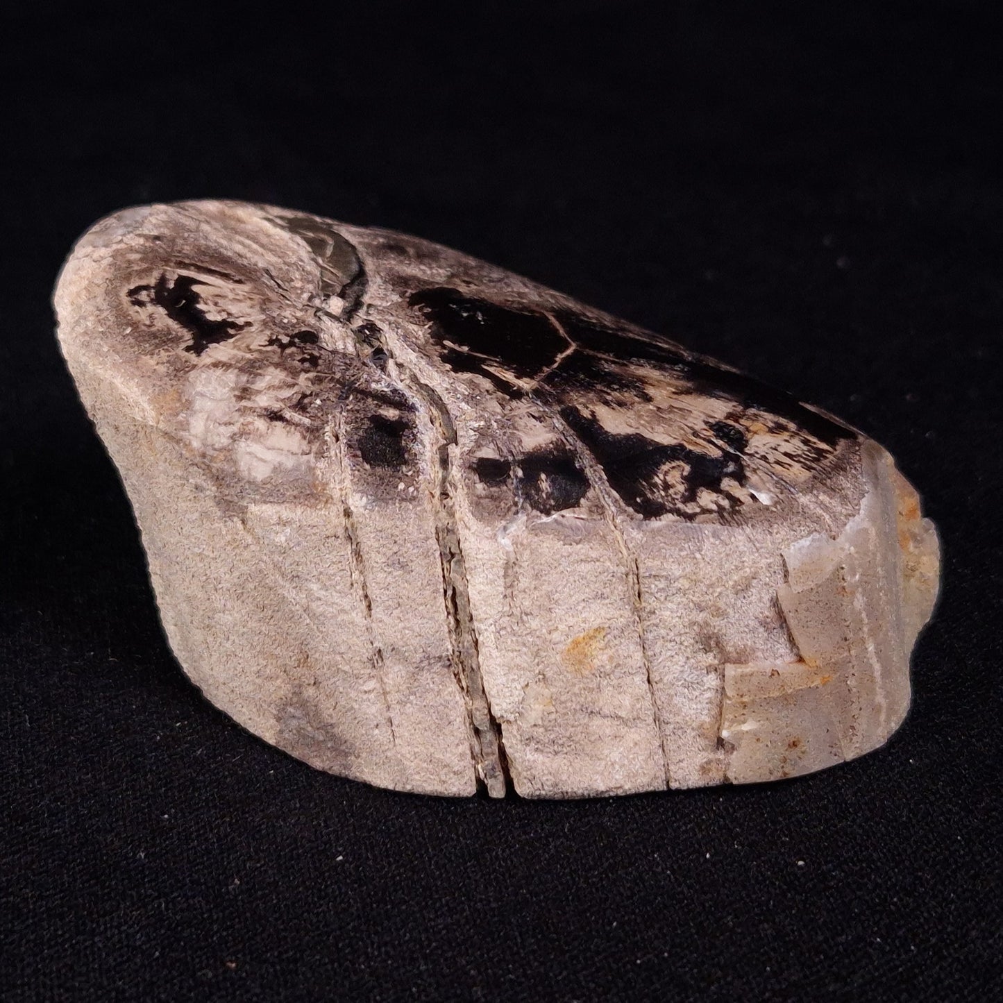 PETRIFIED WOOD, Jurassic, Australia XPL035