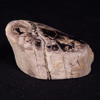 PETRIFIED WOOD, Jurassic, Australia XPL035