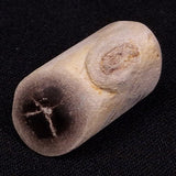 PETRIFIED WOOD, Jurassic, Australia XPL007